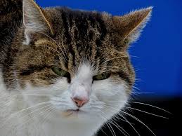 Annoyed cat